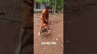 Download lagu cah gunung kidul mp3