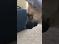 GSD Always Seen By Cream Tabby Cat Catanddog