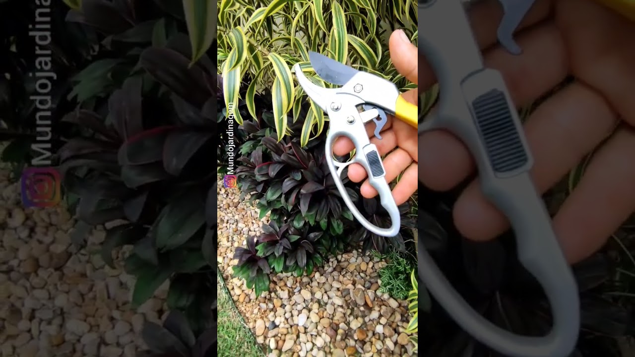 COMO FAZER MUDA DE PLEOMELE #jardim #manutençãodejardim #plantas #mundojardinagem