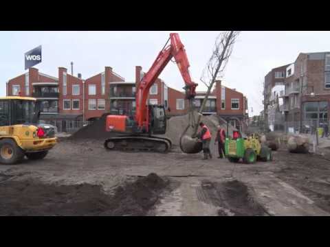 Nieuwe bomen op Marktplein in 's-Gravenzande