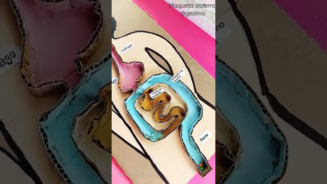 Maqueta sistema digestivo #shorts