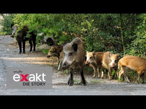 Wildschweine vor der Haustür - Kampf gegen die Plage | Exakt - Die Story | MDR
