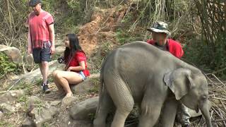 preview picture of video 'Doi Inthanon Elephant Sanctuary; moment one'