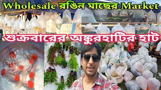 শুক্রবারের অঙ্কুরহাটির রঙিন মাছের হাট | Ankurhati Aquarium Fish Market |Howrah Ankurhati Fish Market