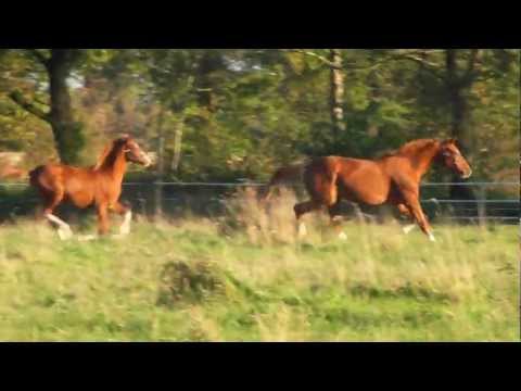 Qoenigliches Maerchen