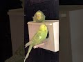 Stop Annoying Newreel Petvideo Budgievideo Animalvideo Muhabbetkuşu Animals Wellensittic
