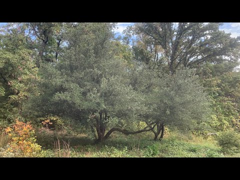 Southern and Texas Live Oaks at the National Arboretum in Washington, D.C.