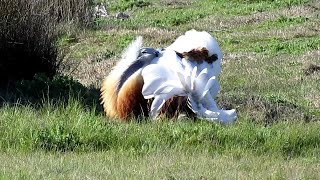 El celo de la avutarda