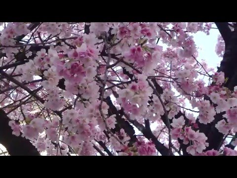 Sakura (Early-Blossoming Type), March 18, 2016