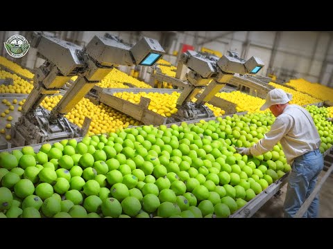 2.9 Million Tons Of Limes Are Harvested To Supply America This Way | Agriculture Technology