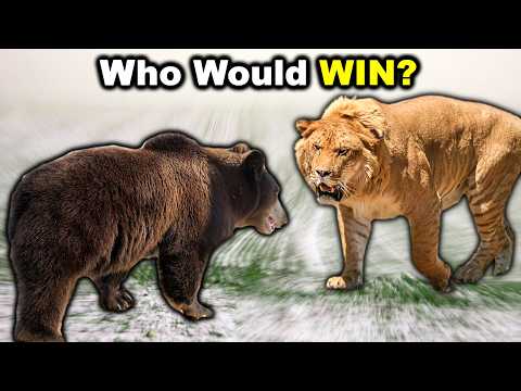 GRIZZLY BEAR vs LIGER - The Honest Truth