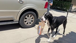 Funny Great Dane Shows Off Her Grocery Delivery Talent To Cat & Sister Dog