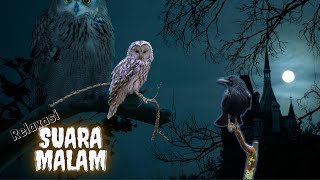 Download lagu Relaksasi Suara Malam || Jangkrik, Katak, Burung Hantu, Gagak, Belalang, Nyamuk, Angin Malam mp3 Download lagu Relaksasi Suara Malam || Jangkrik, Katak, Burung Hantu, Gagak, Belalang, Nyamuk, Angin Malam mp3