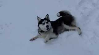 preview picture of video '7 months old Husky enjoyed his first snow.'