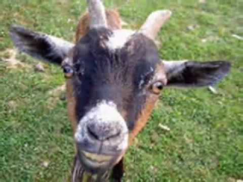 Cabritinha video