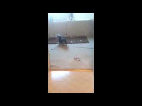 Crazy Carli acts like a Cat