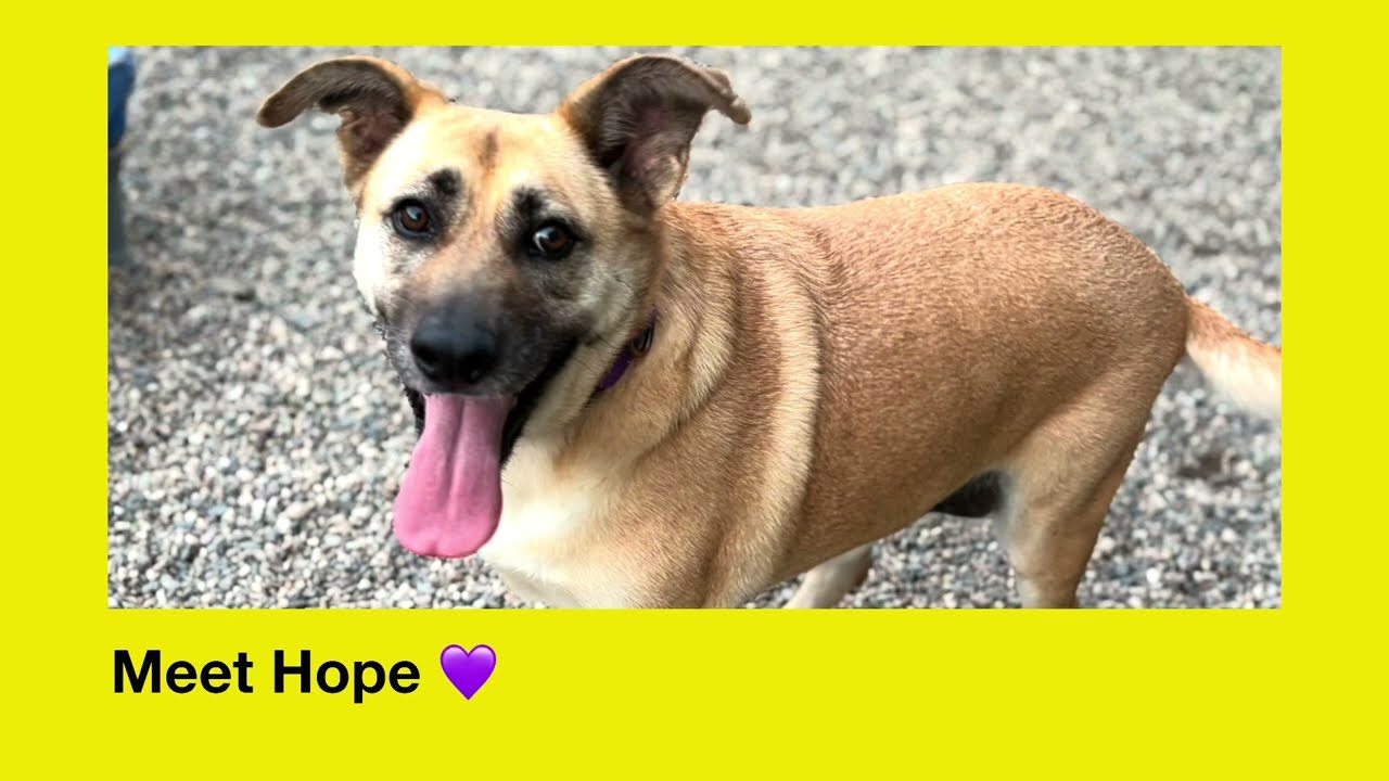 Enlarge HOPE, a Adoptable mixed breed in Pasadena, CA video 3/4
