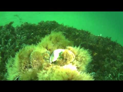 Tauchen Schlepper 2016 03 26