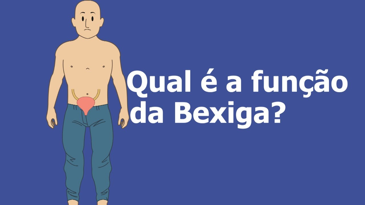 Qual a função da Bexiga