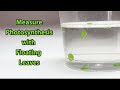 Measure Photosynthesis with Floating Leaves | Science Project