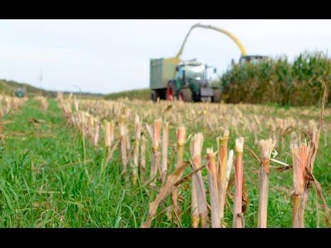 Maisuntersaaten - So funktioniert´s!