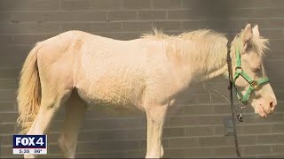 Dallas Animal Services turns dog play yard into space for badly abused horses