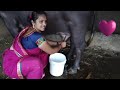 Buffalo Milking Shorts Short Viral