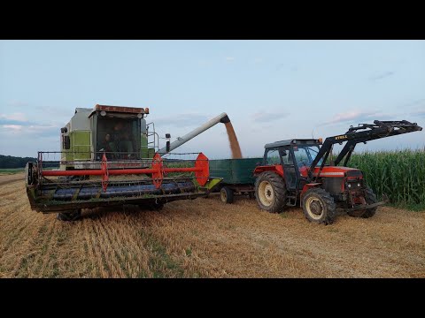 Getreide Ernte 2021! Wheat Harvest! Claas Maxi 108sl in Action!