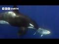 Amazing Orca Moments BBC Earth