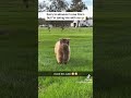 Cute fluffy cow #animals #viral #cute #fyp #cute #funny#cow #lol