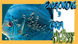🤔CRÍA y ENGORDE de peces DISCO🐠[2025]