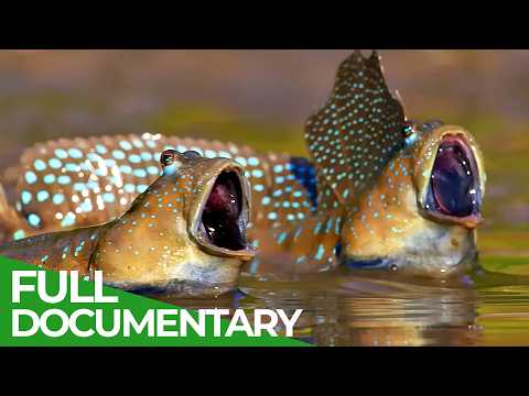 A Wildlife Odyssey Southeast Asia's Island Paradise