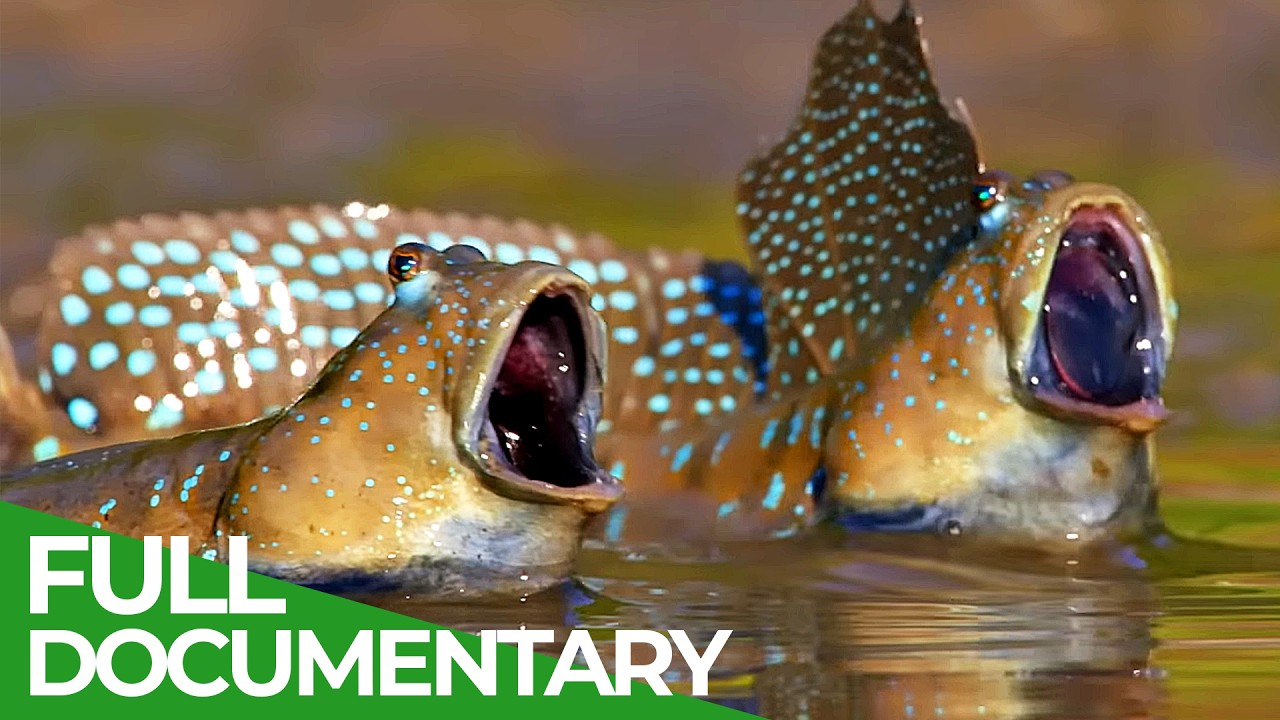 A Wildlife Odyssey - Southeast Asia's Island Paradise | Part 2 | Free Documentary Nature