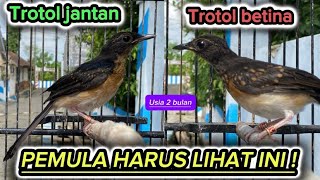Download lagu HOW TO DISTINGUISH MALE AND FEMALE TROTOLAN MURAI BIRDS AGED TWO MONTHS mp3