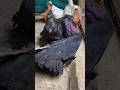 8 New Fancy Pigeons Kabutar Status Shorts