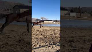 My speedy quarter horse😜 fun fact he is a quarter horse x warm blood
