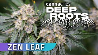 San Diego Cannabis with Zen Leaf (Deep Roots)