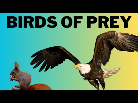 All About Birds of Prey - Educational video for kids