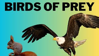 All About Birds of Prey - Educational video for kids