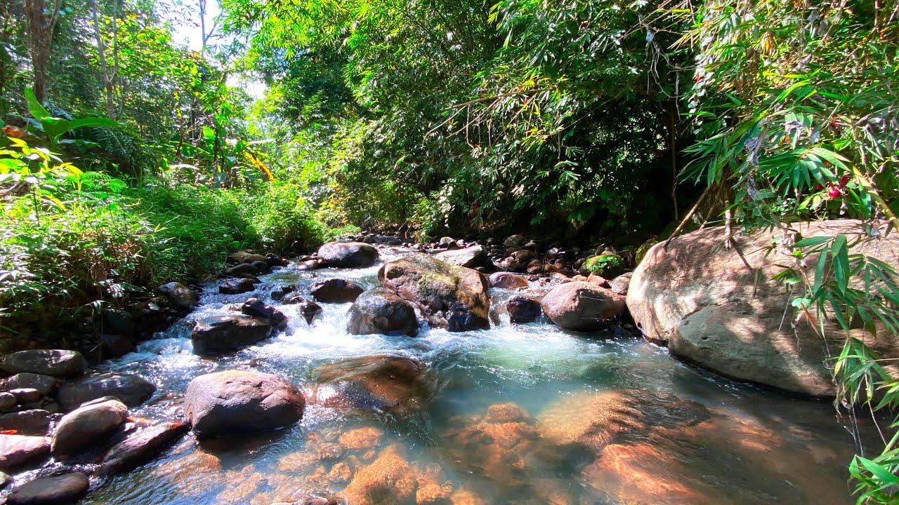 Find Stillness & Sleep Soundly with Calming Stream Sounds Flowing Over Rocks in the Morning Sunlight