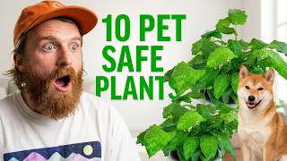 10 Beautiful Houseplants That Are Safe for Cats & Dogs