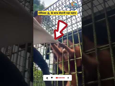 गोरिल्ला 🦍 के साथ शैतानी पड़ा महंगा। #shorts #shortsfeed #trending #youtube #हिंदीfacts