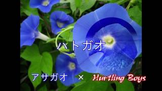 「ハトガオ」アサガオ×Hurtling Boys【マッシュアップ】