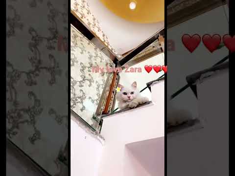 My little cat zara 🌸🌸🌸❤️❤️