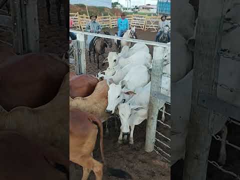 FEIRA DO GADO EM CIPÓ BA