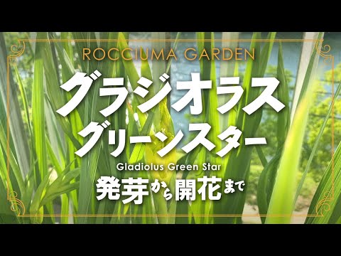 グラジオラス 植物