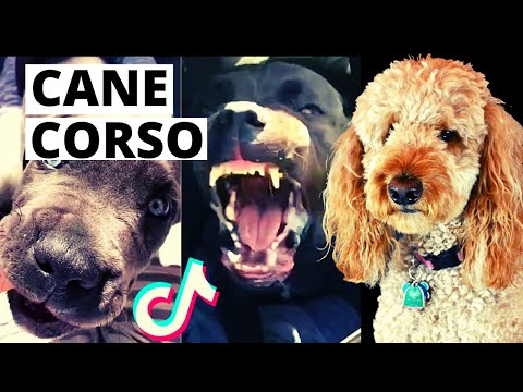 Cane Corsos are BADASS and CUTE! (Dog Watches Video)