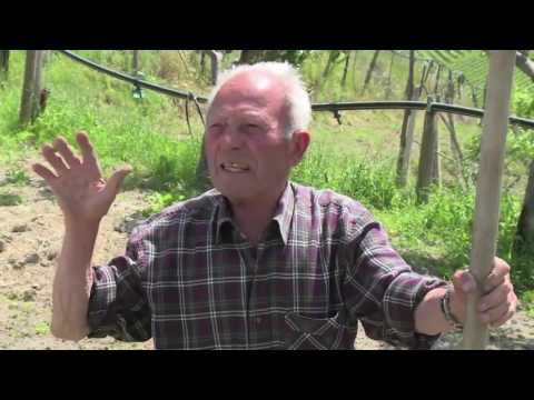 The Italian wine star that came back from oblivion - Angus MacKinnon AFP