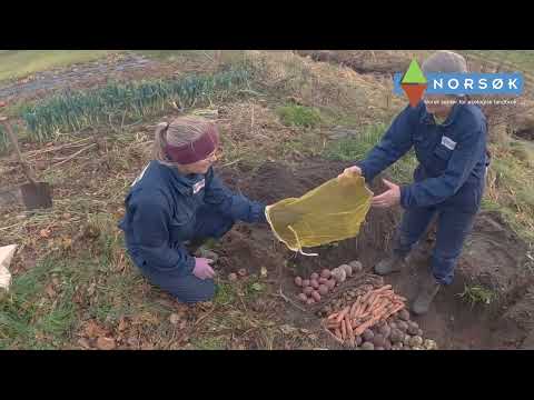 Lagre grønnsaker gjennom vinteren uten kjøleskap eller kjeller