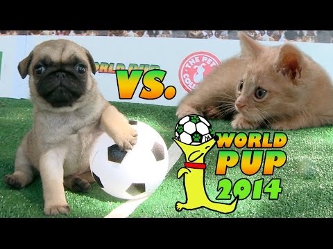 World Pup - Pug Puppies vs. Adorable Kittens